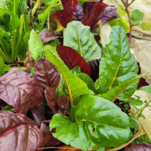 Rainbow Chard 200g