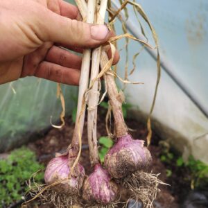 Garlic bulb