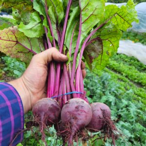 Beetroot bunch