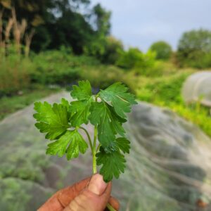 Parsley 90g