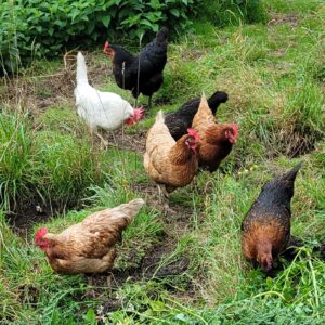 1/2 Dozen Hens Eggs Quarterly Subscription